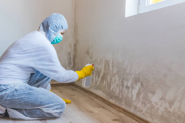 Licensed Mold Remediation service in New Jersey, NJ - Car Mold Remediation